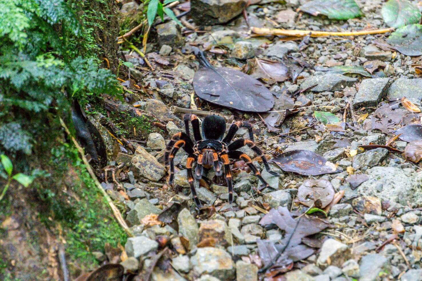 10 days in Costa Rica - tarantula in Monteverde Cloud Forest Reserve