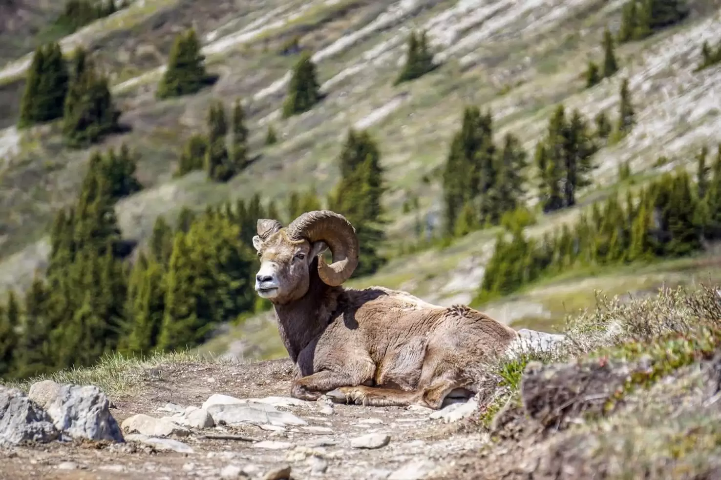 100 best things to do in Banff National Park, Canada - Watch wildlife 2