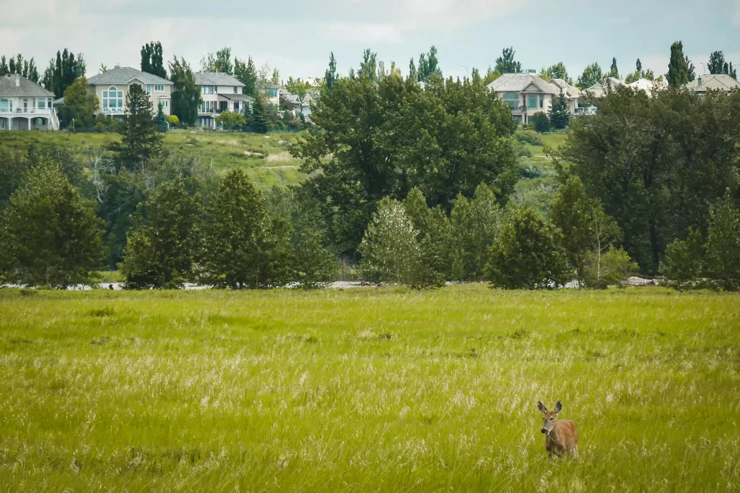 Things to do in Calgary in summer - Watch wildlife in the park