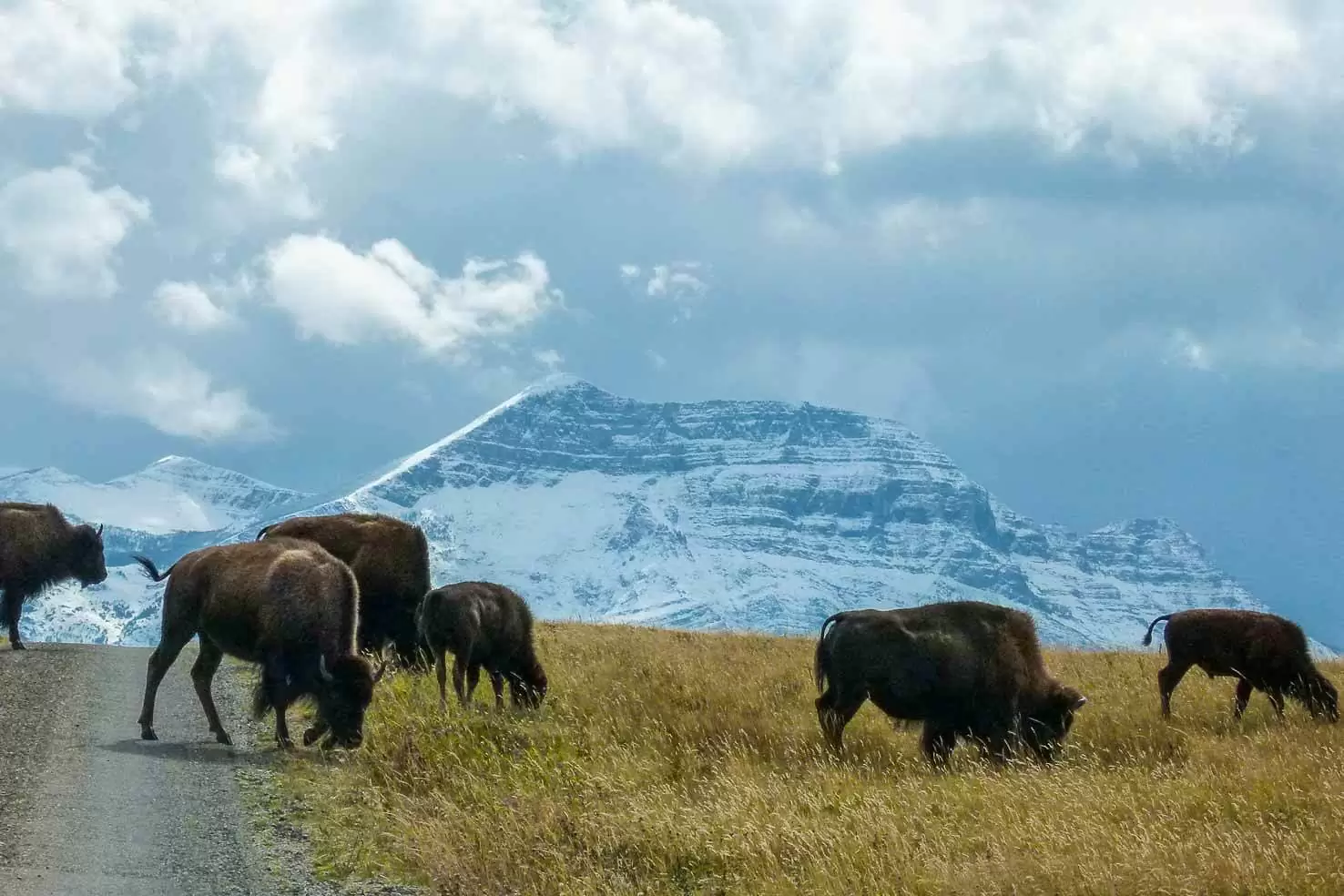 Road trip through Southern Alberta - Bison