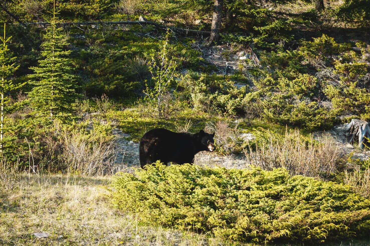 Bike trails around Banff