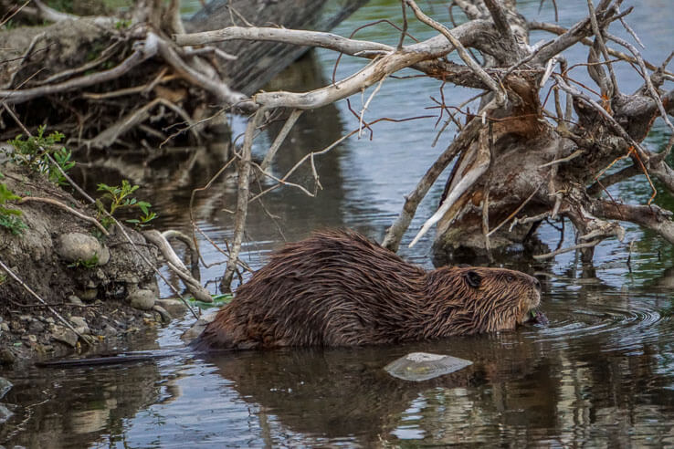 Wildlife in Canada - beaver