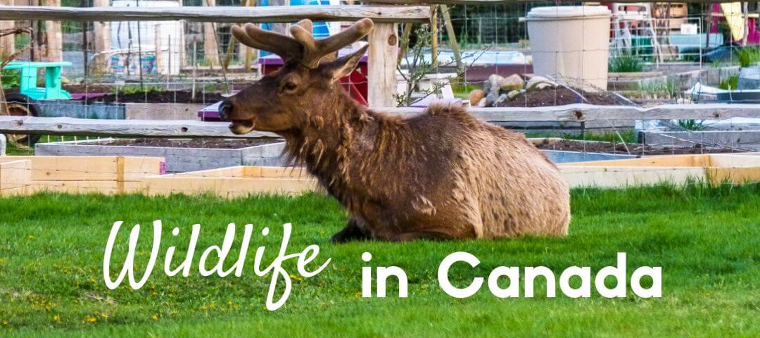Wildlife in Canada
