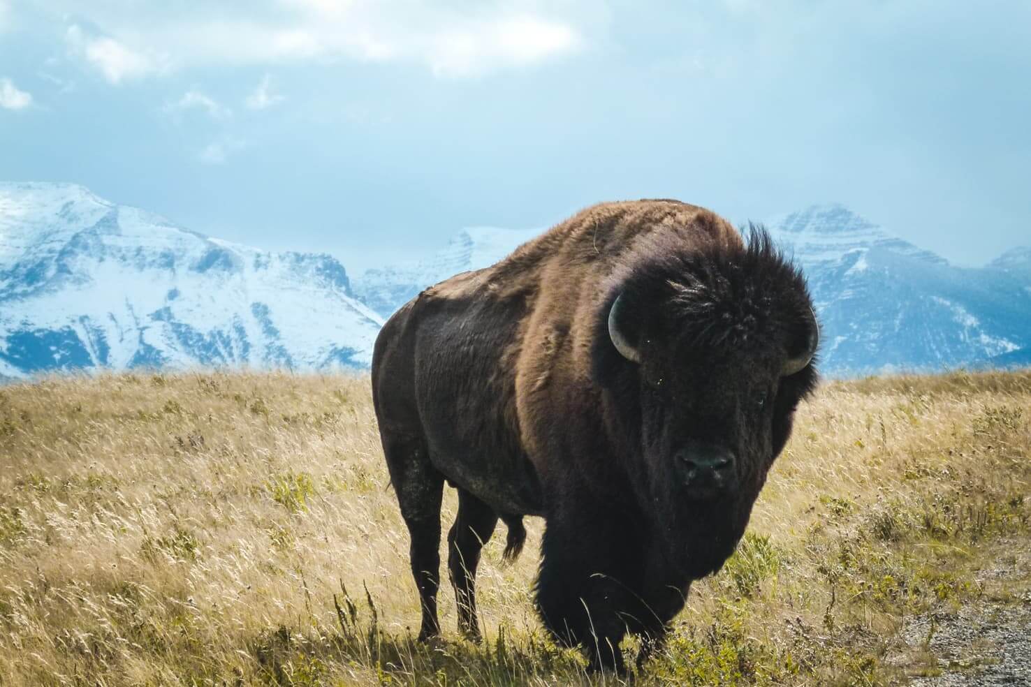 An epic travel guide to the Canadian Rockies - Bison