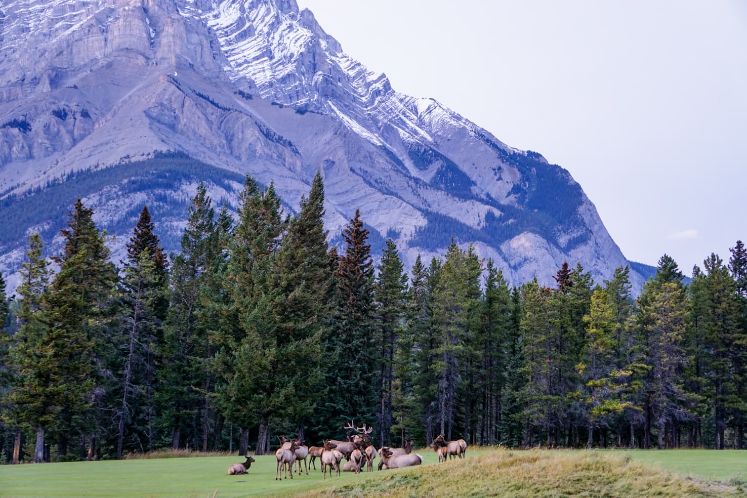 Western Canada Road Trip from Calgary to Vancouver - elk in Banff