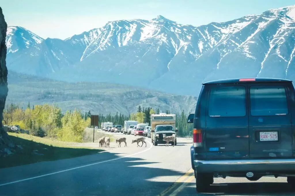 Adventure travel guide to Jasper National Park - traffic jam in Jasper