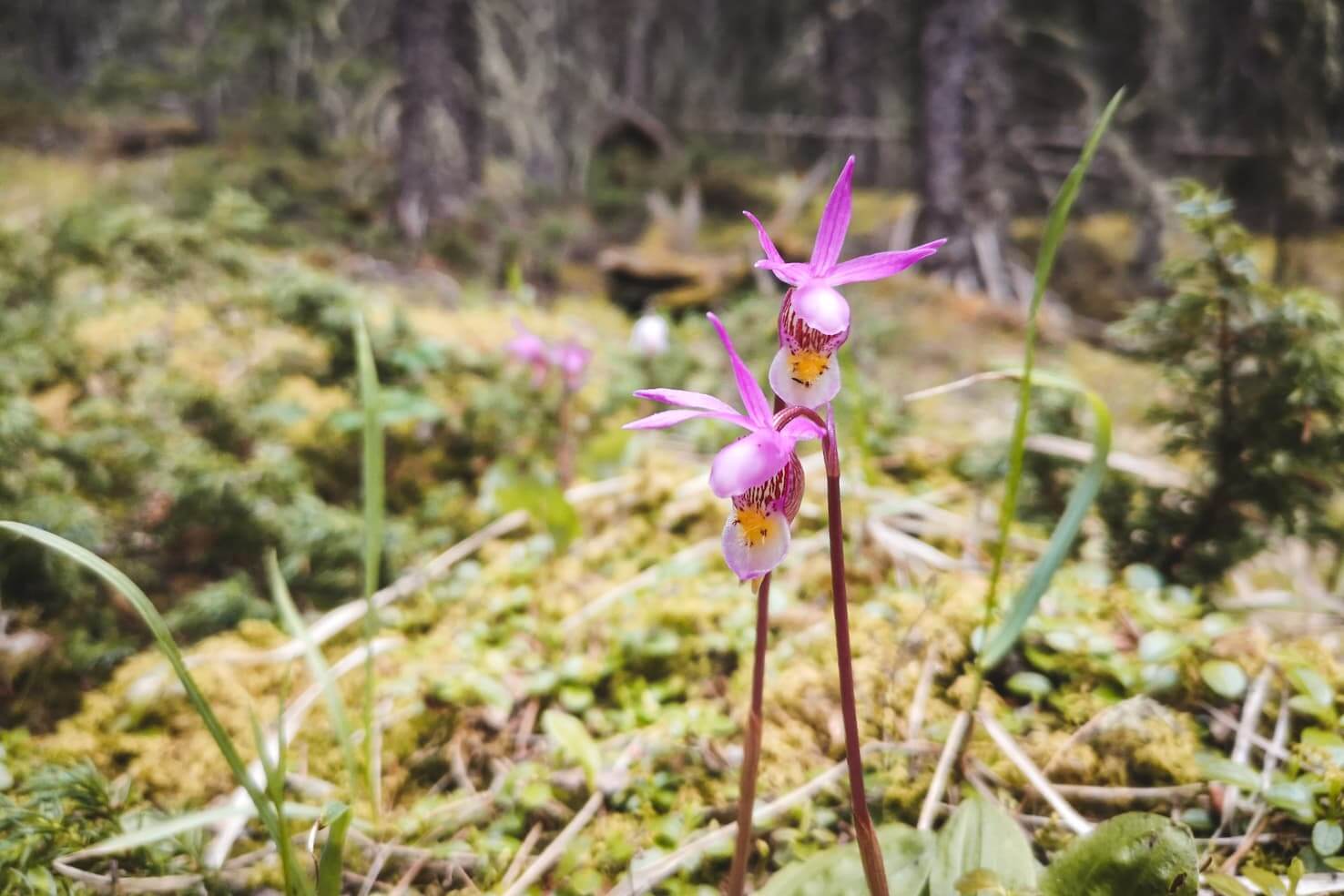 Glacier Lake, Banff National Park - Calypso orchids