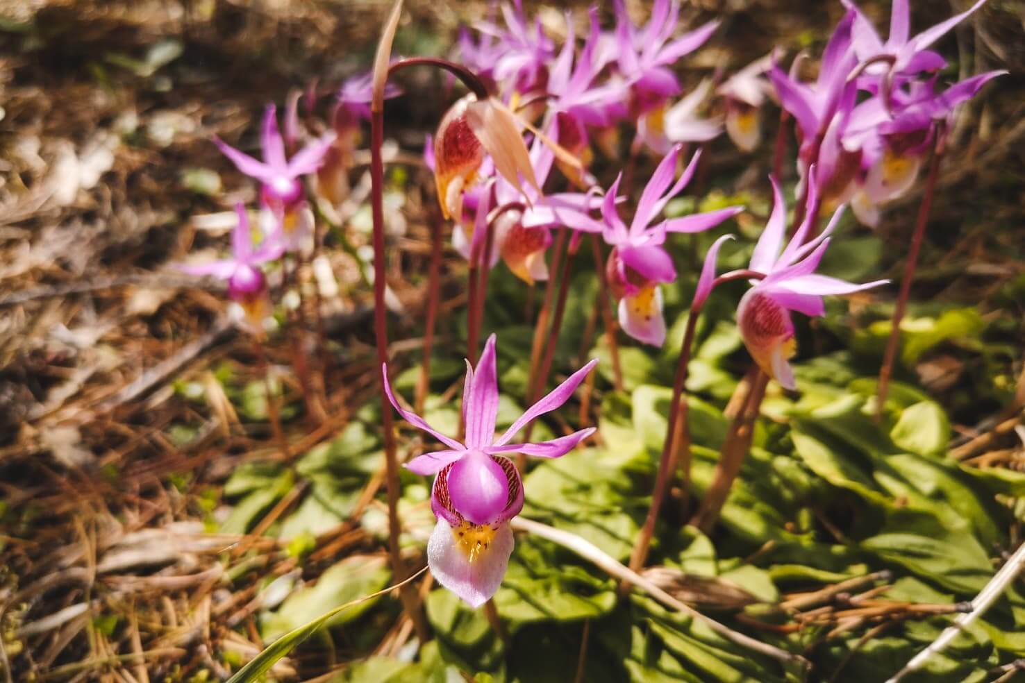 Glacier Lake, Banff National Park - Calypso orchids
