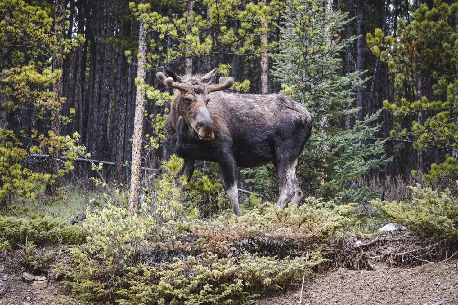 Things to do in Jasper National Park - 43 Watch out for moose