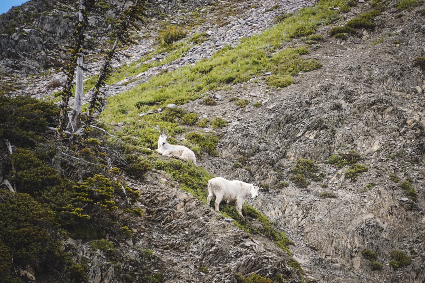 Things to do in Jasper National Park - 51 Watch mountain goats at Goat Lick