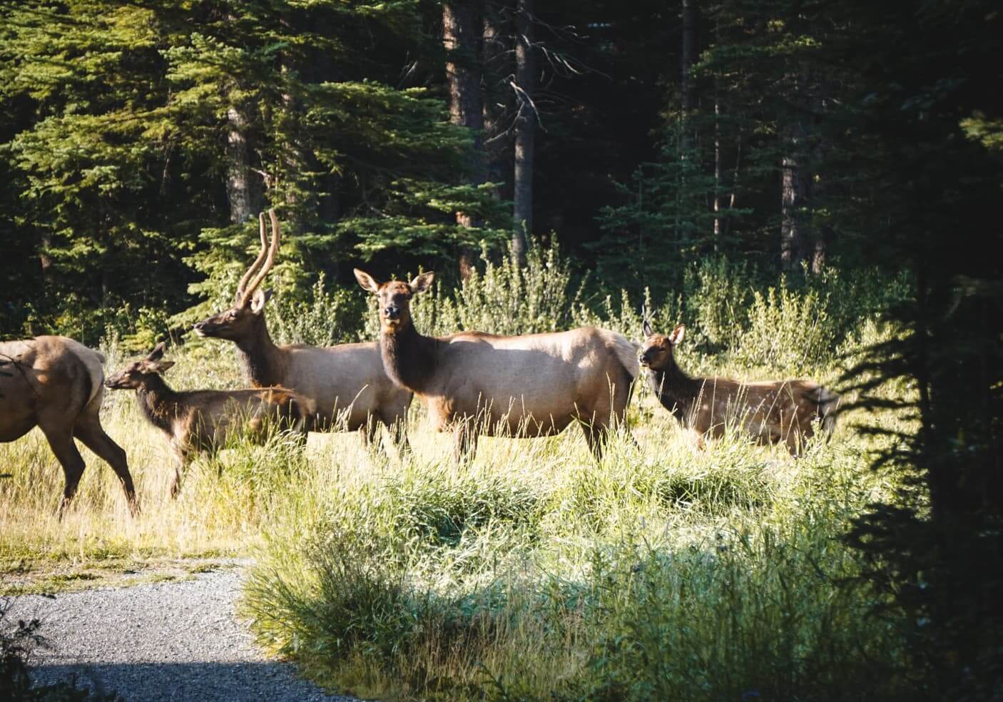 Canadian Rockies road trip itinerary - Elk in Canmore