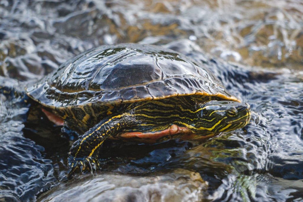 Things to do in Fernie, BC - 14 Look for Painted Turtles-3