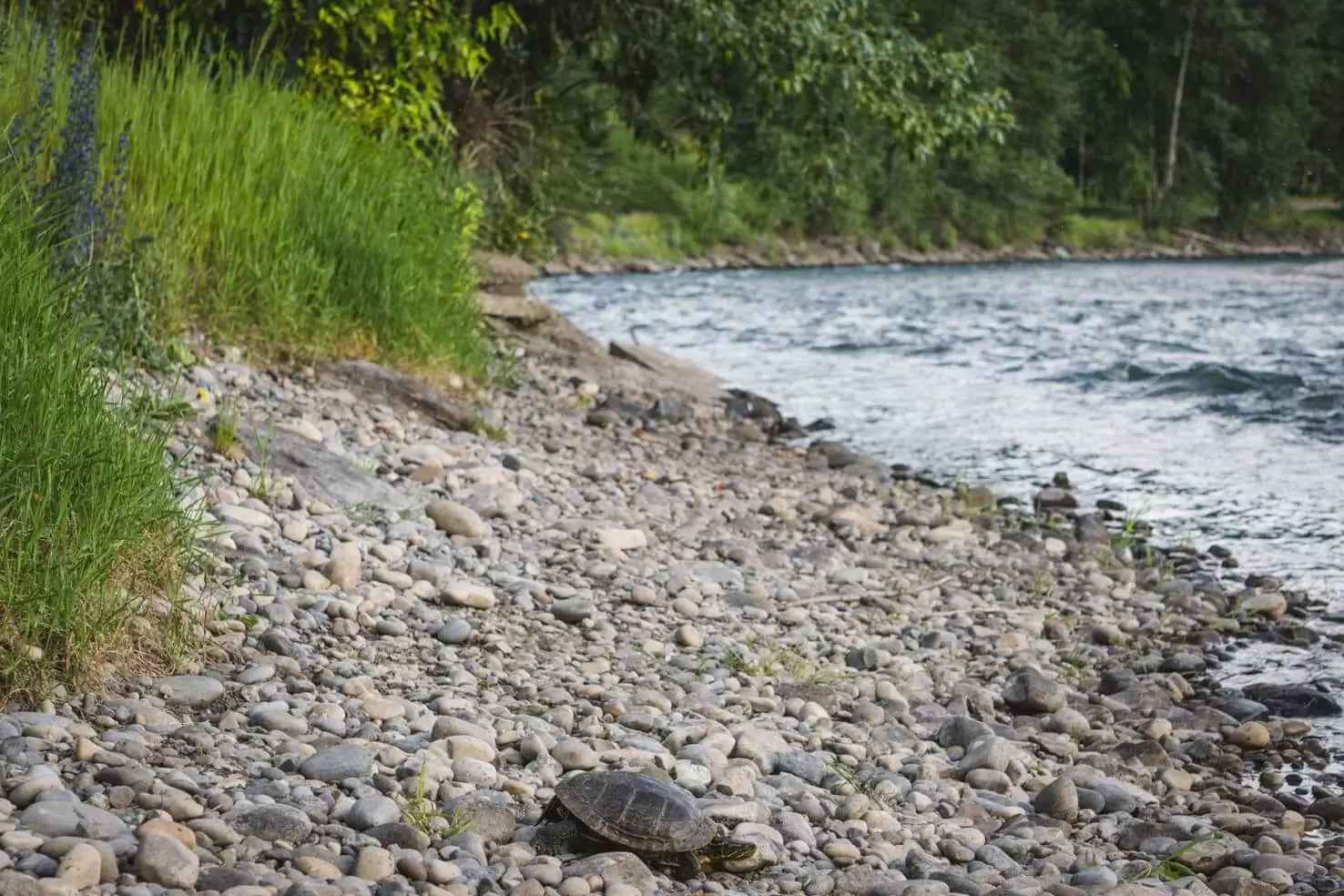 Things to do in Fernie, BC - 14 Look for Painted Turtles