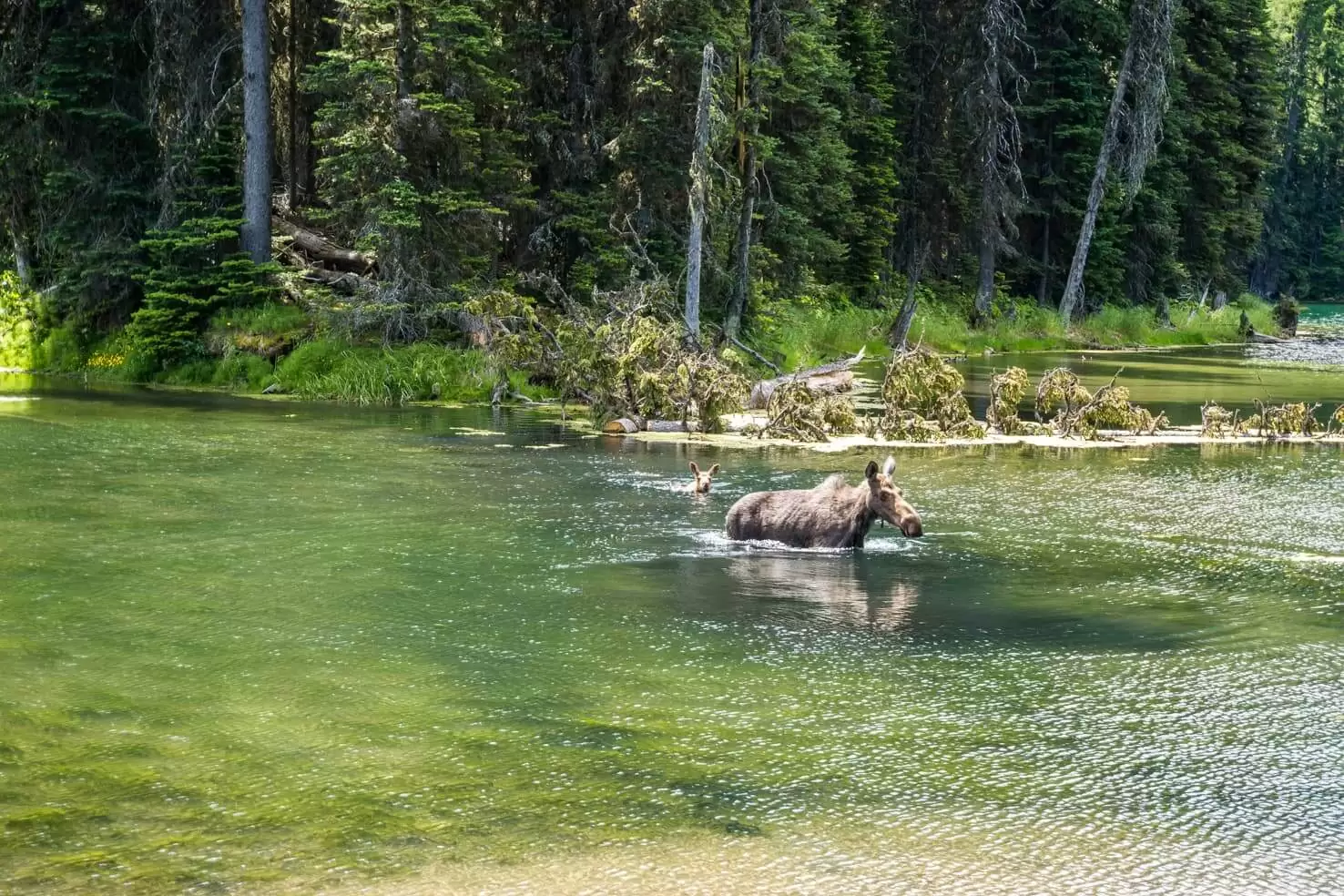 Things to do in Fernie, BC - 5 Look for moose at Island Lake