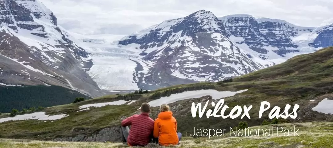 Wilcox Pass Hike, Jasper National Park