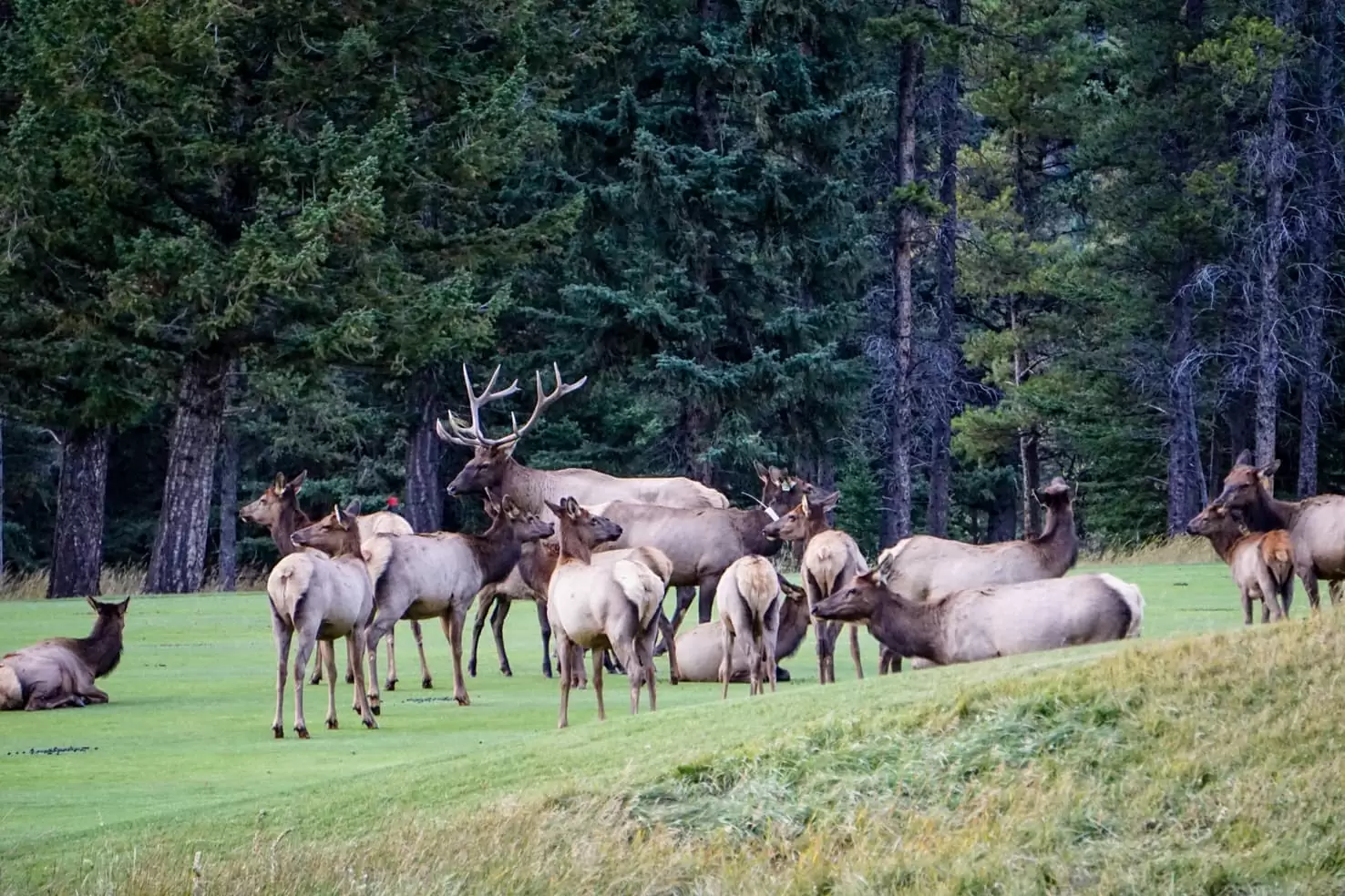 Elk in Banff National Park
