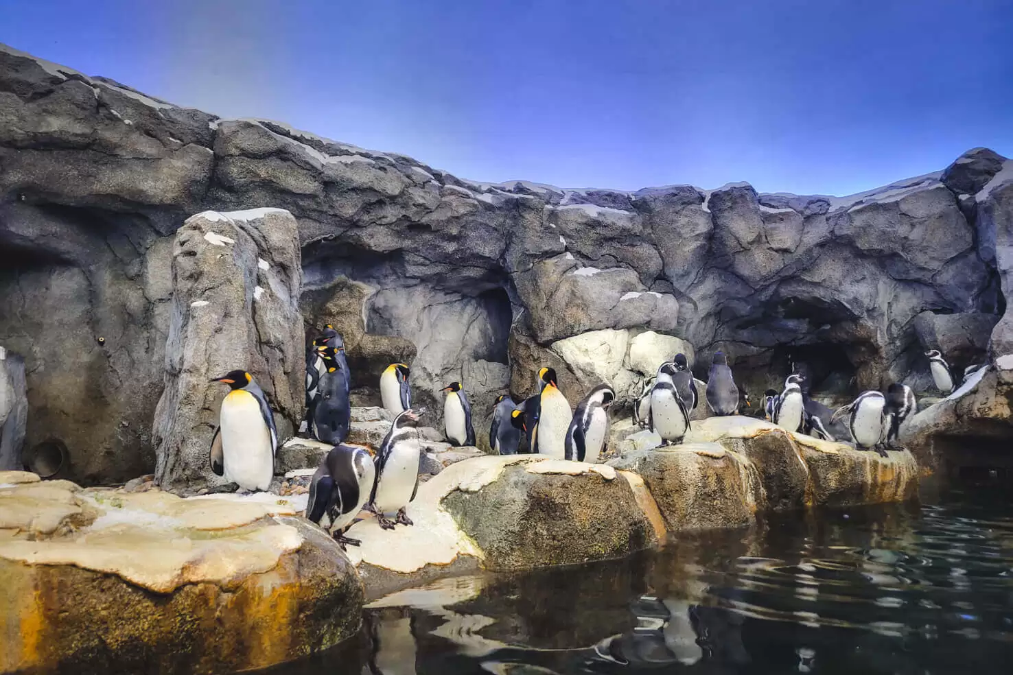 Penguins at Calgary Zoo