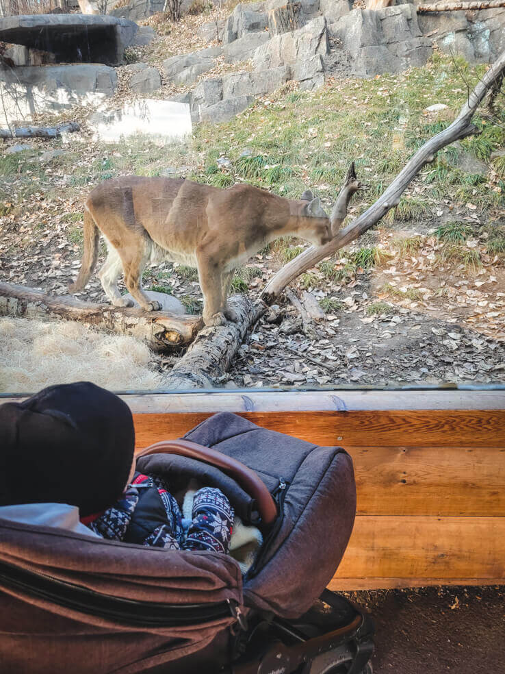 Cougar at Calgary Zoo