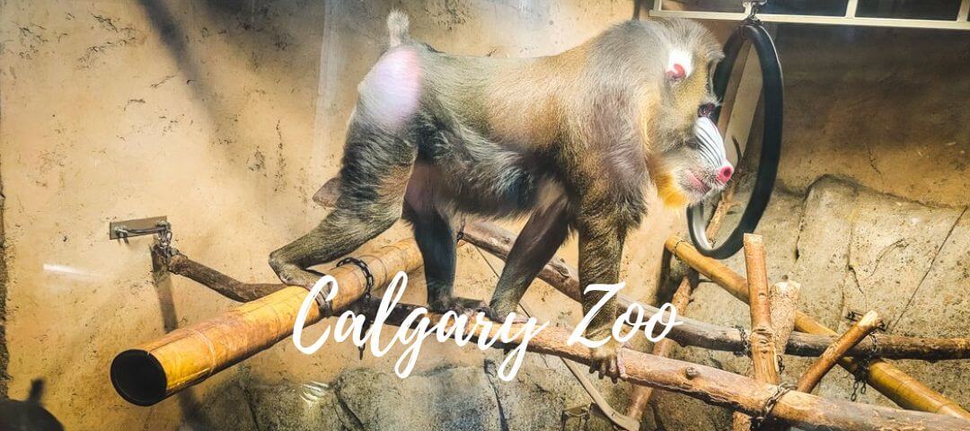 Tips for Visiting the Calgary Zoo in 2022