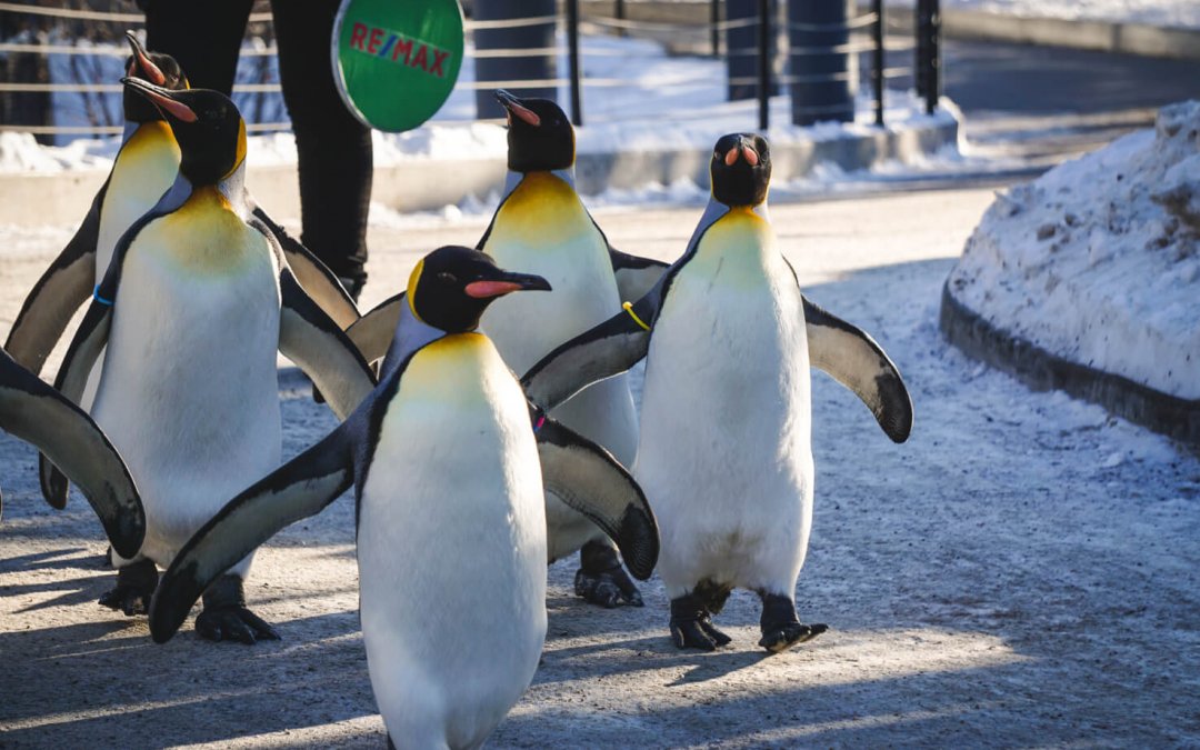 Amazing Penguin Walk at Calgary Zoo