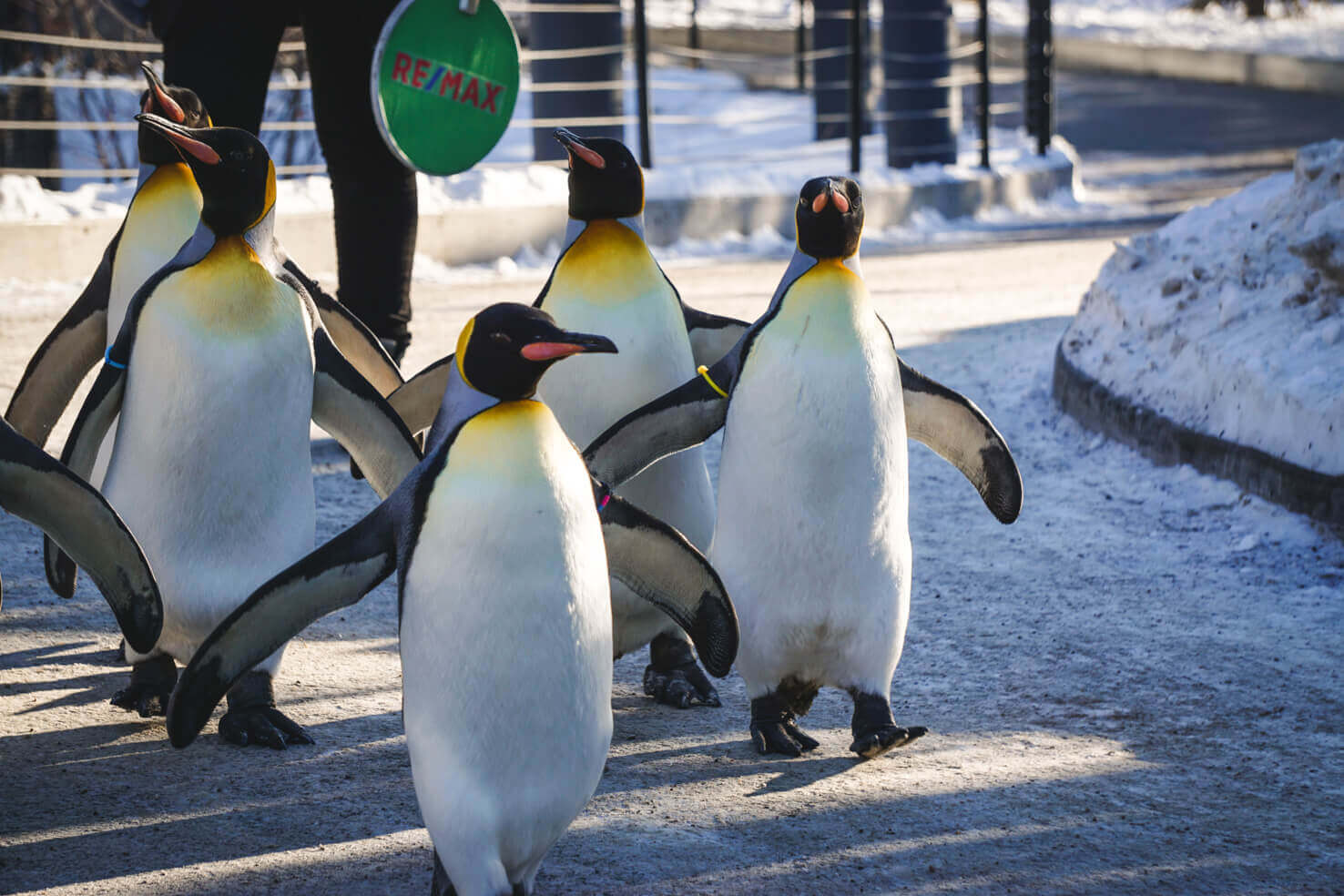 Penguin walk at Calgary Zoo