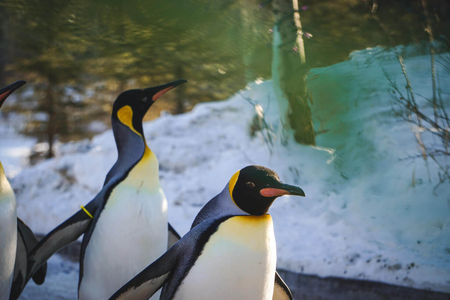 Penguin walk at Calgary Zoo