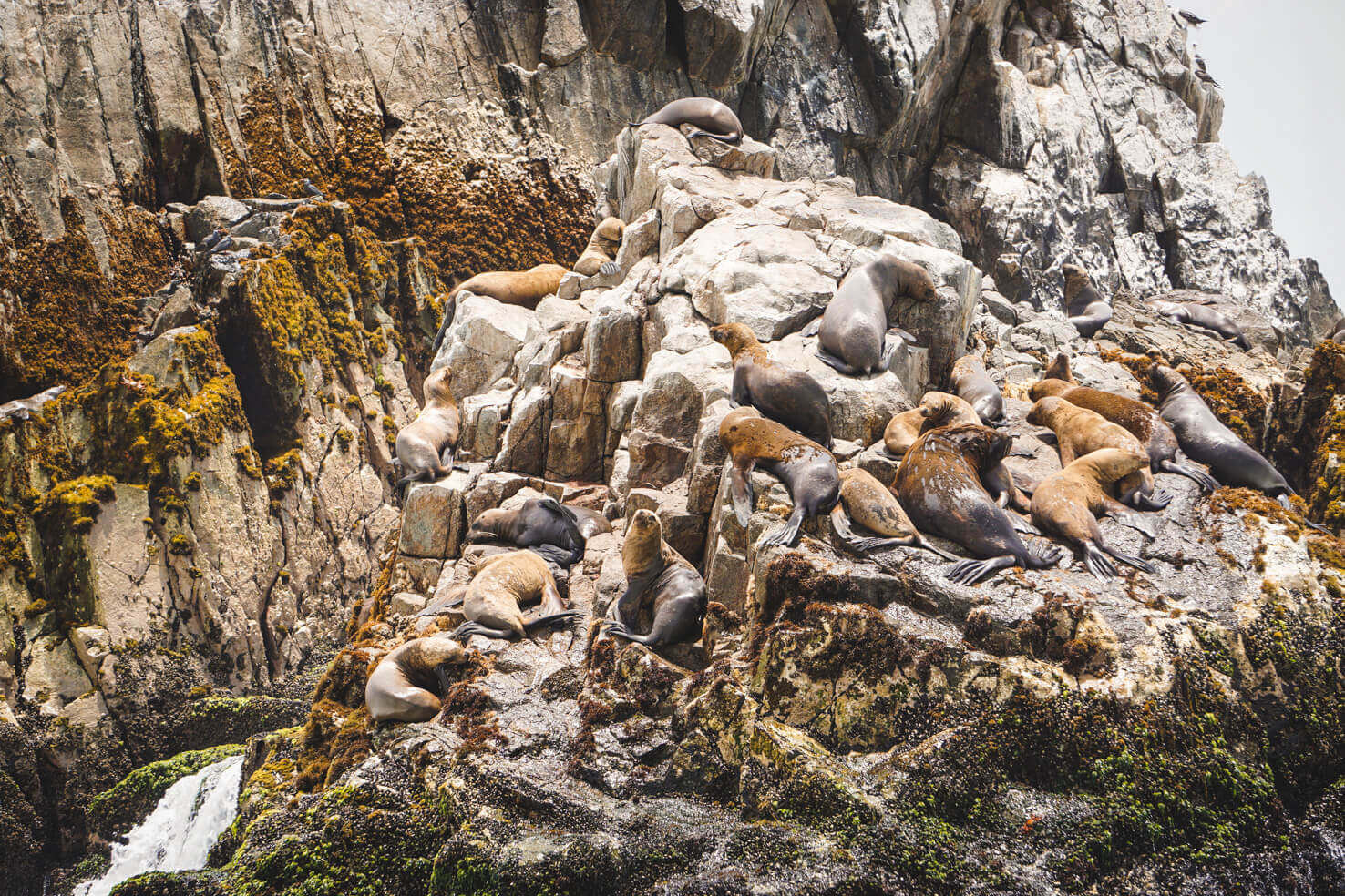 Sea lions at Palomino Island, Peru