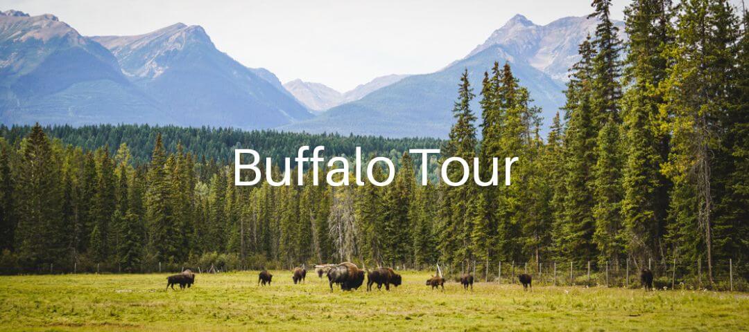 Meeting Buffalos at Rocky Mountain Buffalo Ranch in Golden, BC