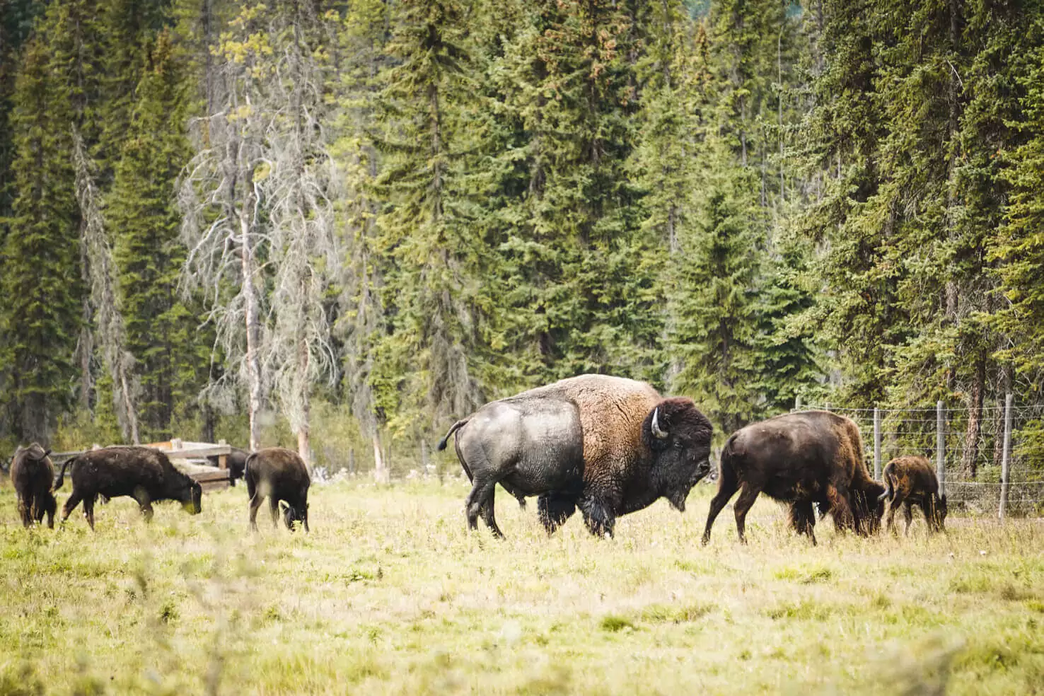 Rocky Mountain Buffalo Ranch in Golden, BC