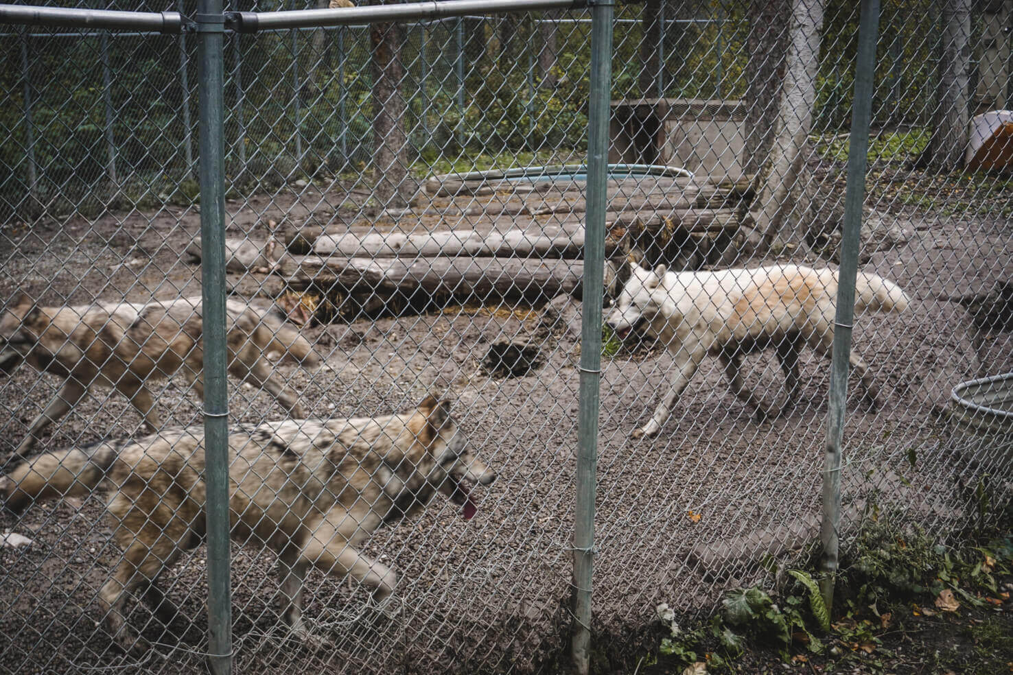 Northern Lights Wildlife Wolf Center in Golden
