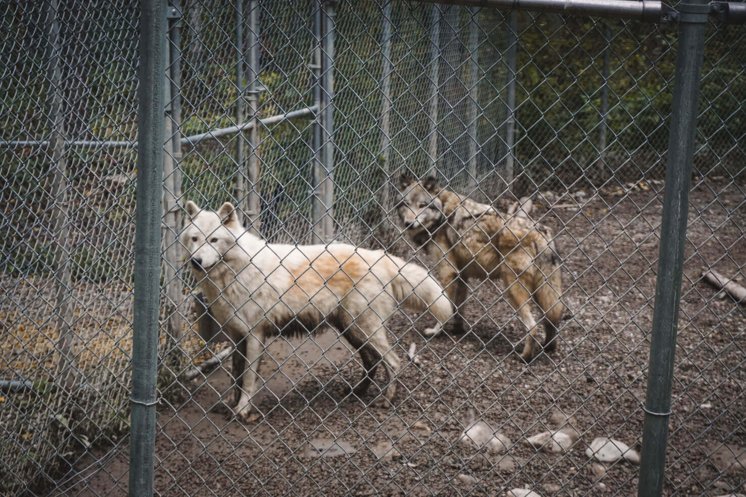 Northern Lights Wildlife Wolf Center in Golden