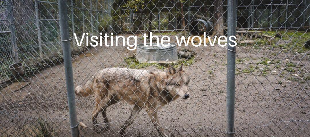 Northern Lights Wildlife Wolf Centre in Golden