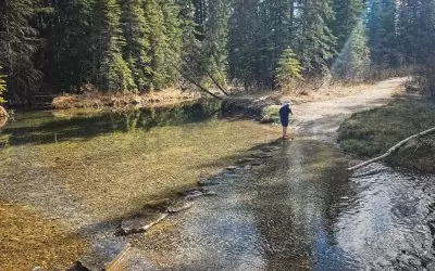Nature Walk in Griffith Woods, Your Hot Day Oasis